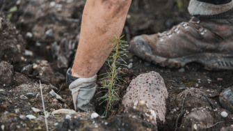 Un arbre est planté, comme promis pour chacun de nos contrats signés