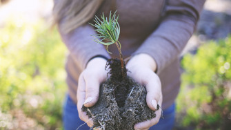 Arbre dans les mains; écoresponsabilité en crèche